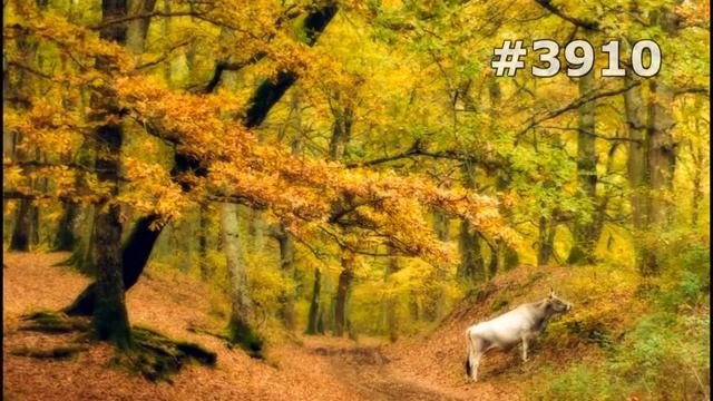Breathtaking photos of wolves in the woods during the midst of Autumn. Images lo