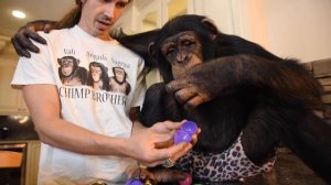 Chimpanzees Dye Easter Eggs! | Myrtle Beach Safari