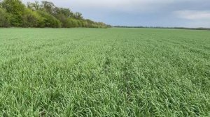 Критическая фаза развития озимой пшеницы 2021. Что делать чтоб сохранить кущение?