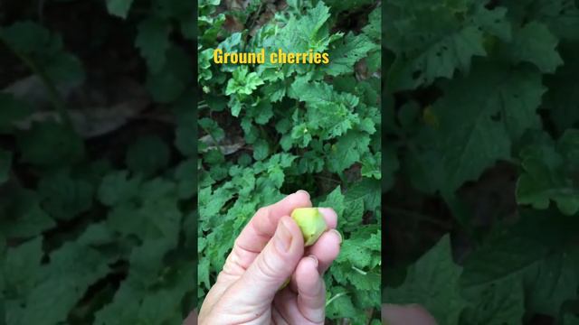 The Ground Cherry is DELICIOUS! #short