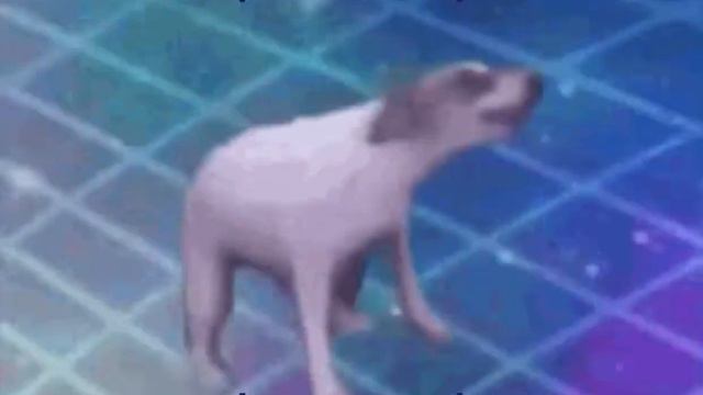 Dog goes go kitty go