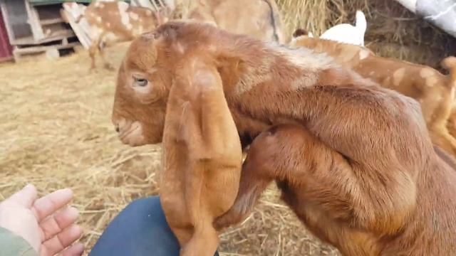 КАМОРИ НУБИЙСКИЕ КОЗЛЯТА КОНИ КОРОВА