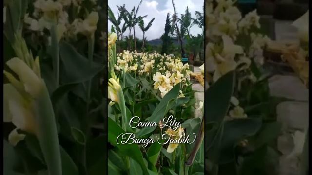 #30: Canna Lily (Bunga Tasbih)