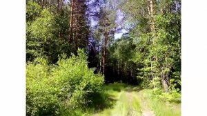 Летом в лесу | Прогулки на природе