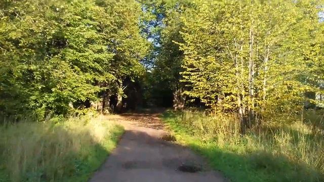 Липовая аллея в Царском Селе  - дорога на Царскую Голгофу.