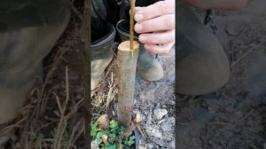 Прививаем Алычу на сливу под кору