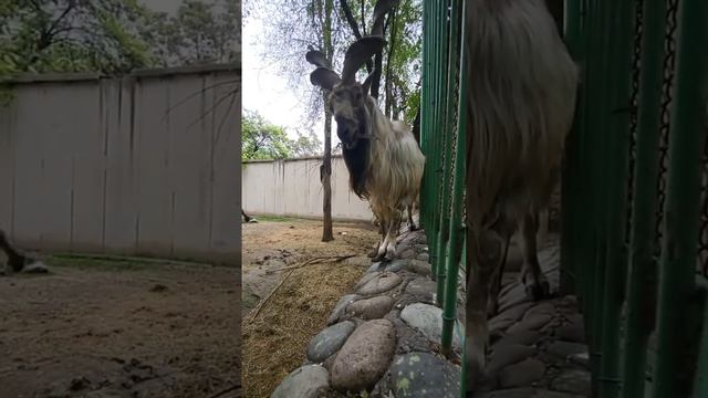 Премию за самые красивые рога получает...👇Наш мархур Виталик. 😍