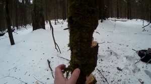 Как рубить толстое дерево.