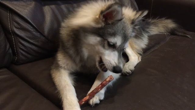Аляскинский кли Кай. Alaskan klee Kai. Арт Симпатия смотреть онлайн