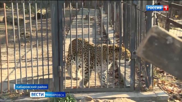 Смотрите в 21:09. Питомцы зоосада «Приамурский» готовятся к зиме смотреть онлайн