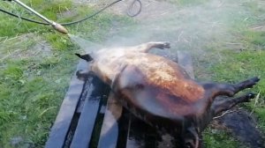 Моем поросёнка керхером