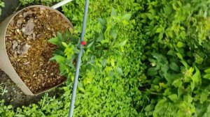 29 июня 2021 год голубика и жимолость(1)