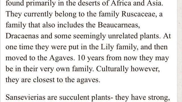 Succulent Sunday: SANSEVIERIA CYLINDRICA (Snake Plant) & Trifasciata смотреть онлайн