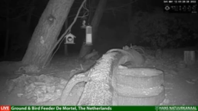 LIVE Forest Wildlife Night Camera - midnight till dawn 2022-03-12 00:01 смотреть онлайн