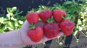 РЕНЕССАНСС среднеспелый сорт клубники