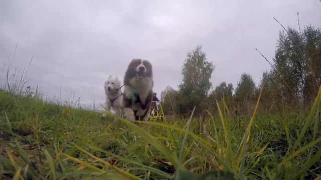 Упряжка 4 собаки. Карт. смотреть онлайн