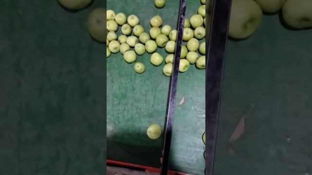 Sorting granny smith apples 5