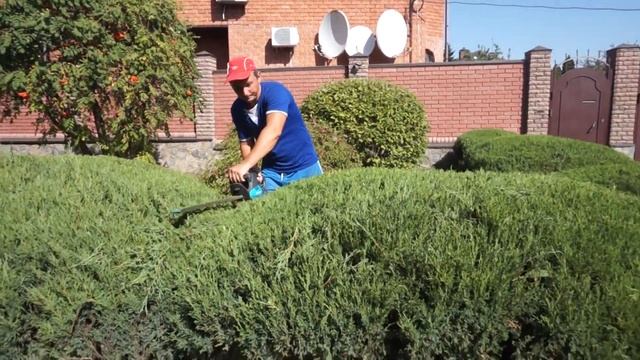 Стриженные куртины из можжевельника! смотреть онлайн