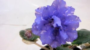 РС-Подводный Бал (Репкина). Фиалка. Видео обзор сорта. Юлия Датта