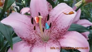 Лилия ла-гибрид Коголето (lilium la-hybrids cogoleto) ? обзор: как сажать, луковицы лилии Коголето