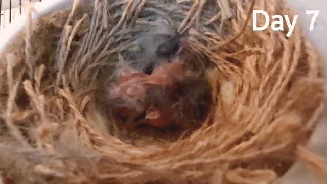 Yavru Kanarya 15 Günlük Gelişim Süreci | Gloster Kanarya Yetiştiriciliği смотреть онлайн