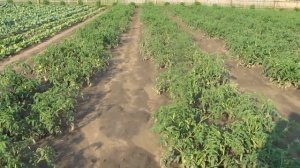 Нашёлся вредитель капусты!!! Краткий обзор огорода!