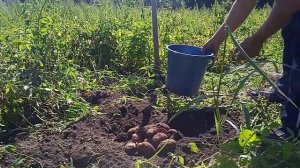 Обзор сортов картофеля Василек и Сюрприз