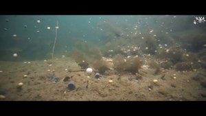 Ловля карпа (Подводные съемки)