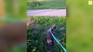 КОШКА НА ПРОГУЛКЕ, выгул кошки ГРЕЙСИ на поводке (шлейке), cat for a walk