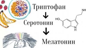 Аминокислота ТРИПТОФАН - как "топливо" для нашего тела! Зачем он нужен, каких продуктах содержится