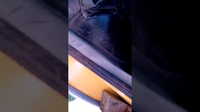 Нашествие клопа ( вонючки) смотреть онлайн