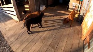 Попытка примерить кобелей ПИТБУЛЕЙ после ДРАКИ !!! Питбуль