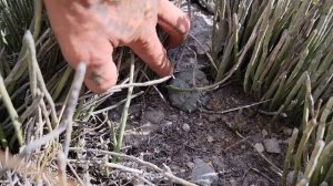 Lophophora and Friends Coahuila Blowout Party