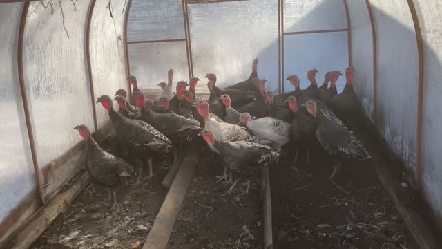Содержание Индюков, Гусей и Мускусных Уток в Теплице! Тяжело Переболел Коронавирусом.