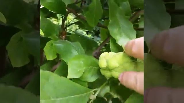 магнолия Суланжа повторное цветение летом после обрезки верхушек побегов на 15-17 см.Киев.29.07.202 смотреть онлайн