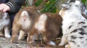 Щенки австралийской овчарки, аусси