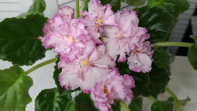 ЛЕ-Эстер. Фиалки Украина. Сенполия. Разведение и уход. Часть 2 смотреть онлайн