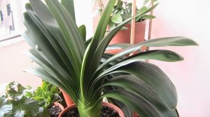 Почему кливия не цветет в домашних условиях — уход