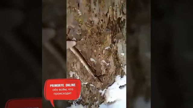 Приморцы решили снять спящего в лесу медведя, и тут он проснулся смотреть онлайн