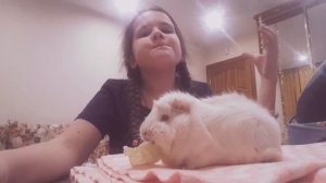 ВЫСТАВКА МОРСКИХ СВИНОК.По каким пораметрам оценивают морских свинок на выстовках?