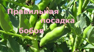 Правильная посадка бобов и их полезные свойства!