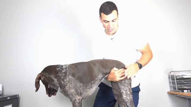 Dog Arthritis Back Legs - How to Check Your Dog's Hips for Arthritis смотреть онлайн