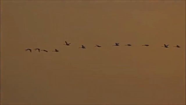 Самые красивые, птицы, мира