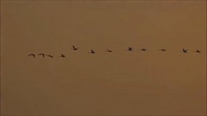 Самые красивые, птицы, мира