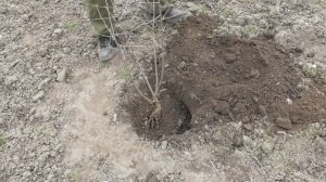 Посадка привитой черешни привитой окулировкой. Все очень просто