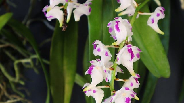 Our Top 10 Favourite Fragrant Orchids смотреть онлайн