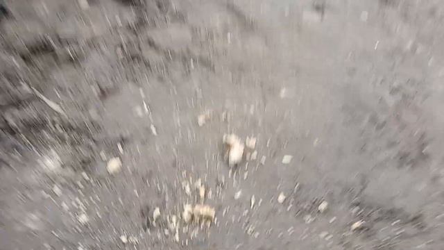 06 ноября 2023 (живой мир): Ноябрь и майский жук!! смотреть онлайн