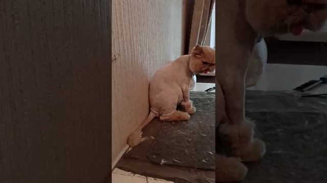 A handsome Persian cat has a lion's haircut! / Красивый персидский котик подстригся под льва!