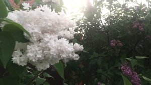 Сирень в саду