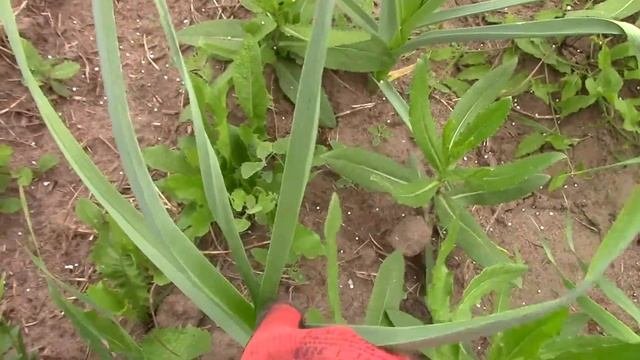 Какие удобрения увеличат мой урожай? Научный эксперимент Часть 1